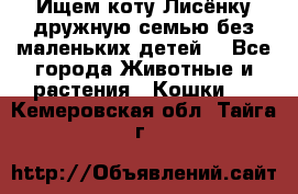Ищем коту Лисёнку дружную семью без маленьких детей  - Все города Животные и растения » Кошки   . Кемеровская обл.,Тайга г.